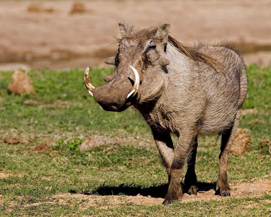 Addo Elephant National Park Half-Day Safari - What animal sightings may look like