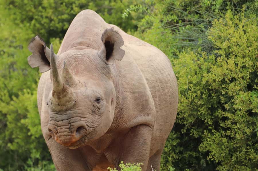 Addo Elephant National Park Half-Day Safari - The guide makes a short safari better