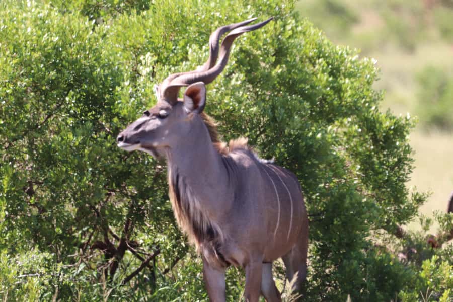 Addo Elephant National Park Half-Day Safari - The braai lunch needs clear confirmation