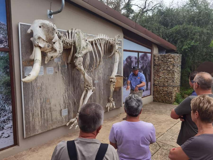 Addo Elephant National Park Half-Day Safari - Is $158 good value?