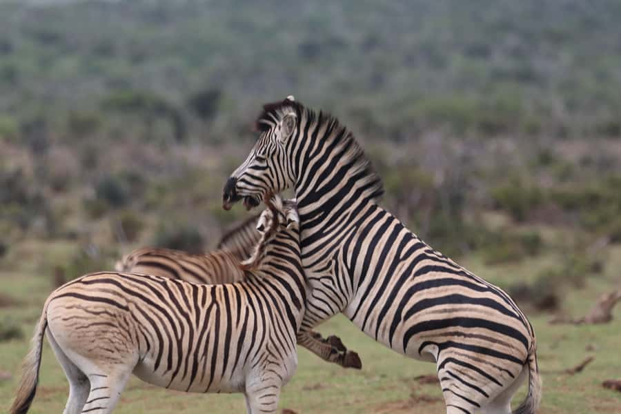 Addo Elephant National Park Half-Day Safari - Who should choose this tour?