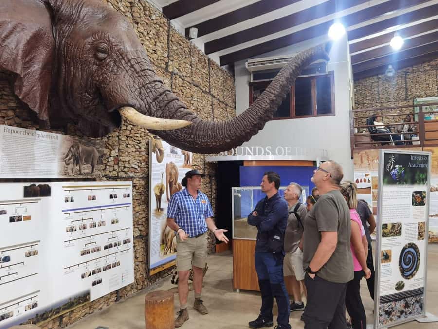 Addo Elephant National Park Half-Day Safari - Starting from Gqeberha, Colchester, or Addo South Gate