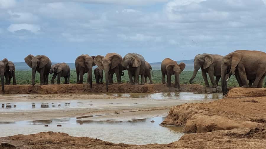 Addo Elephant National Park Private Full-Day Safari - Key points to know before booking