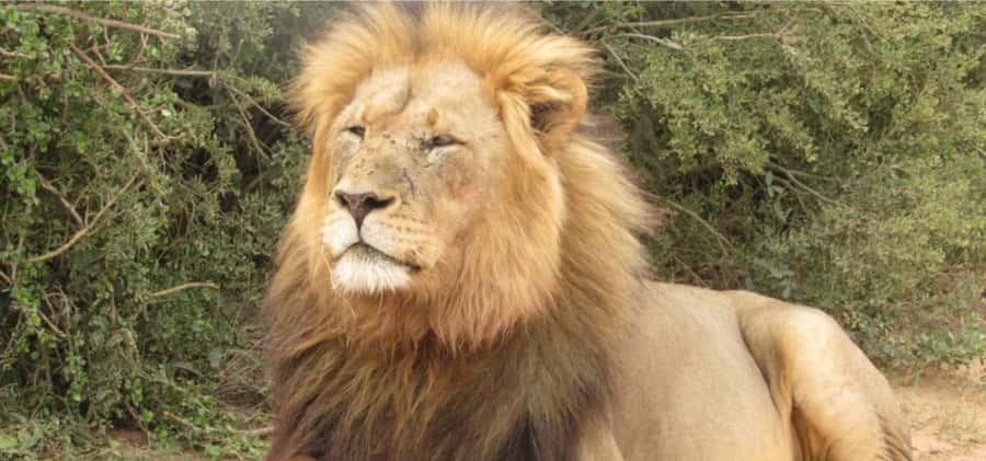 Addo Elephant National Park Private Full-Day Safari - Morning wildlife viewing in Addo’s southern thickets