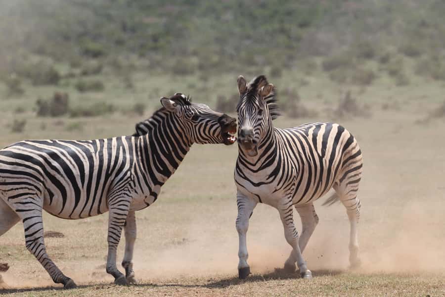 Addo Elephant National Park Private Full-Day Safari - Chasing the Big 5, with realistic expectations