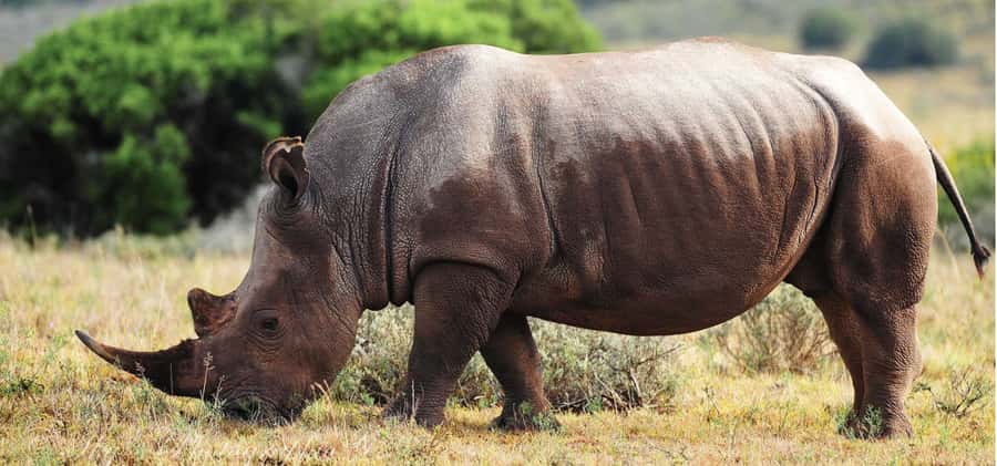 Addo Elephant National Park Private Full-Day Safari - Afternoon on the open plains and around watering holes