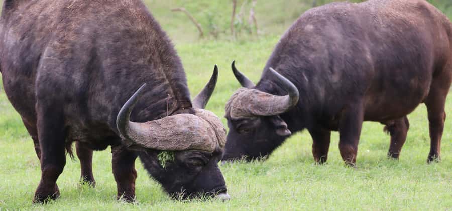 Addo Elephant National Park Private Full-Day Safari - The guides make the difference