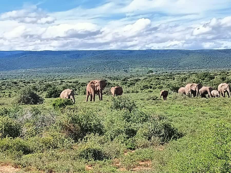 : Addo Elephant National Park Safari Half Day - Key points to know before booking
