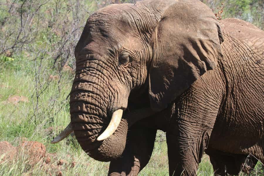 : Addo Elephant National Park Safari Half Day - What you might see inside Addo Elephant National Park