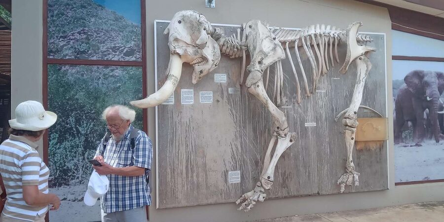 : Addo Elephant National Park Safari Half Day - The guide-led game drive and its real strengths