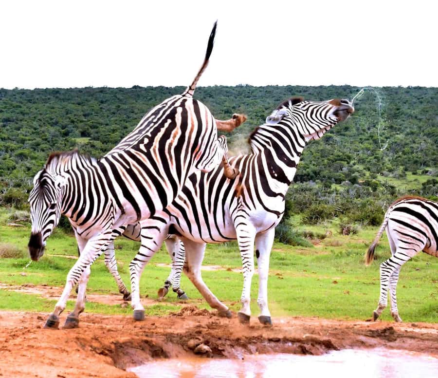 : Addo Elephant National Park Safari Half Day - Who will enjoy this safari most?