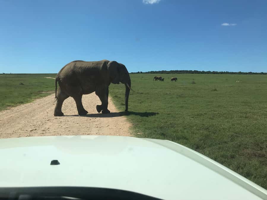 : Addo Elephant National Park Safari Half Day - Should you book this Addo half-day safari?