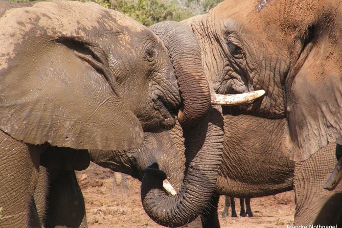 Addo Elephant National Park Tours from Port Elizabeth - What the Addo safari is really offering