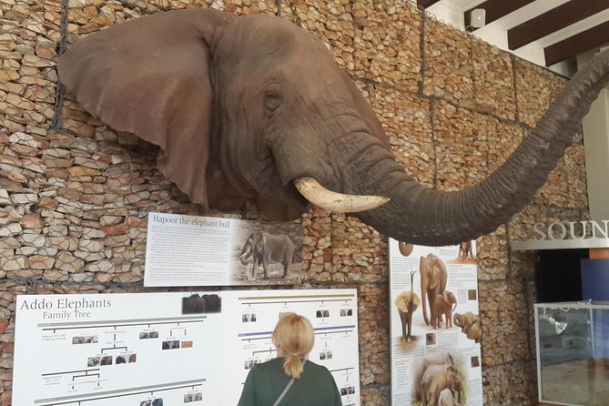 Addo Elephant National Park Tours from Port Elizabeth - Inside Addo Elephant National Park