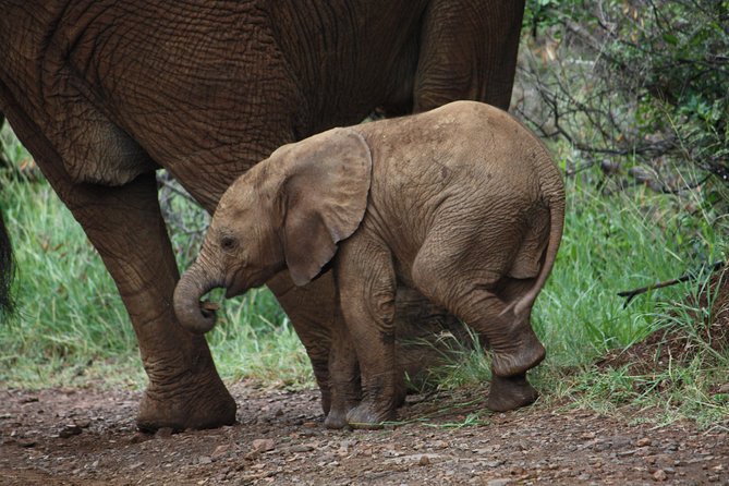 Addo Elephant National Park Tours from Port Elizabeth - Why four people is a useful limit