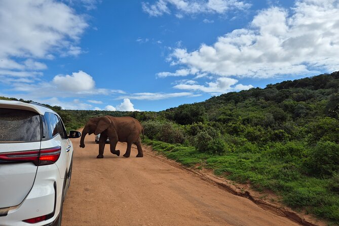 Addo Elephant National Park Tours from Port Elizabeth - The guide makes or breaks the day