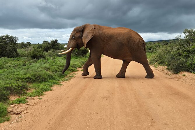 Addo Elephant National Park Tours from Port Elizabeth - What to expect for photography