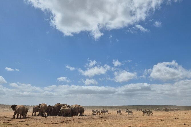 Addo Elephant National Park Tours from Port Elizabeth - Who should book this experience?