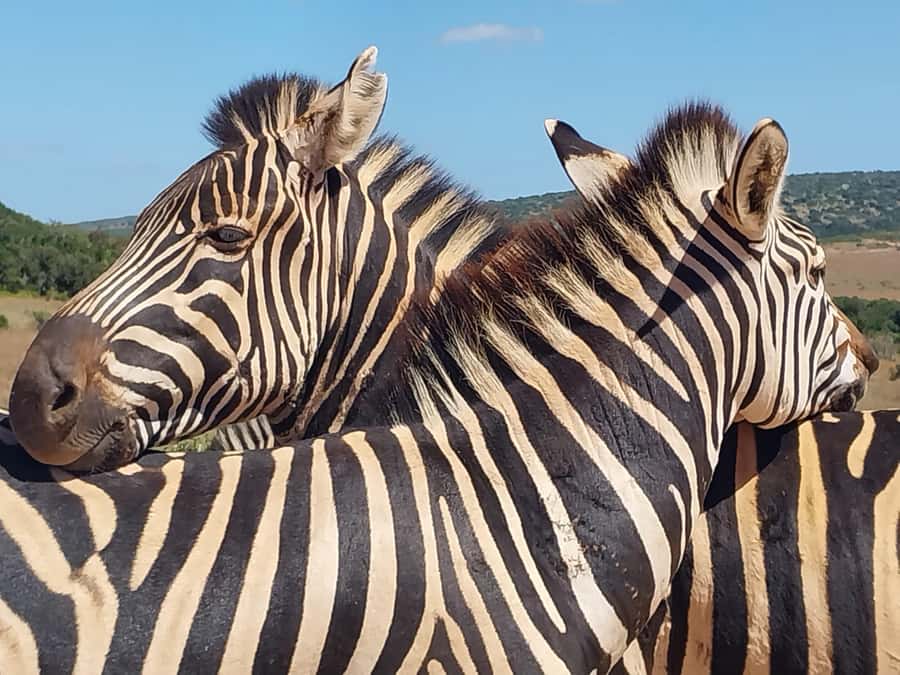 ADDO ELEPHANT PARK - What Makes This Addo Safari Worth Considering