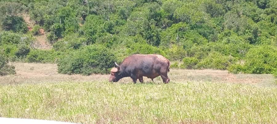 ADDO ELEPHANT PARK - Reaching Addo From Port Elizabeth