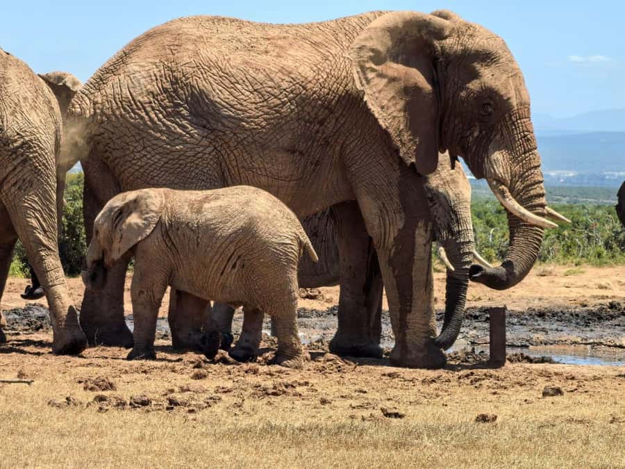 ADDO ELEPHANT PARK - Why a Guide Improves the Day