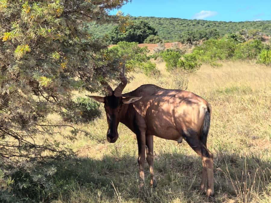 ADDO ELEPHANT PARK - Timing, Comfort, and What to Bring
