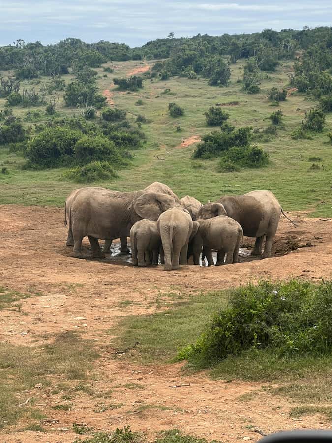 ADDO ELEPHANT PARK - Booking Flexibility and Practical Safeguards