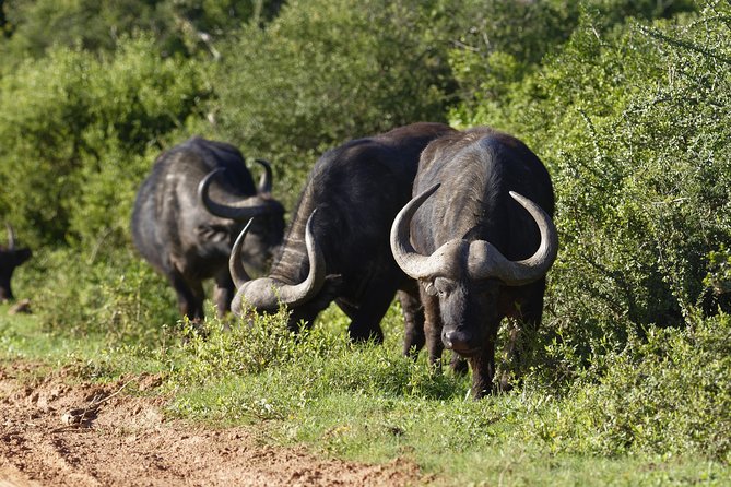 Addo Elephant Park All-Inclusive Day Safari from Port Elizabeth - Why Addo Is Worth a Full Day