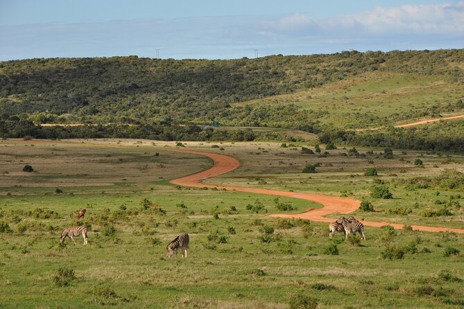 Addo Elephant Park All-Inclusive Day Safari from Port Elizabeth - Picnic Lunch With Coastal Views