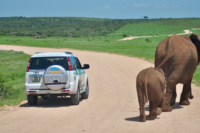Addo Elephant Park All-Inclusive Day Safari from Port Elizabeth - Main Camp, Curio Shop, and Information Centre