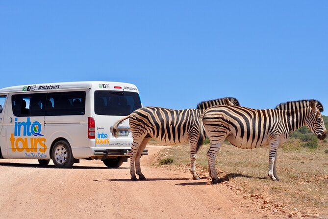 Addo Elephant Park All-Inclusive Day Safari from Port Elizabeth - The Guides Make the Difference