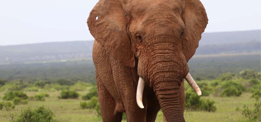 Addo Elephant Park and Giraffe Walk Full Day Safari - Who should book this Addo safari?