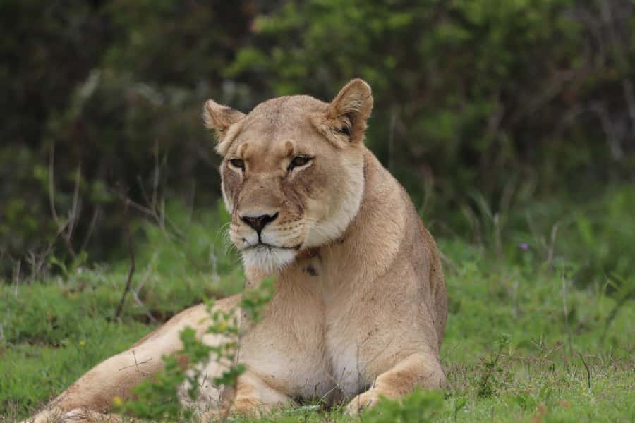 Addo Elephant Park and Giraffe Walk Full Day Safari - Why this Addo day feels different