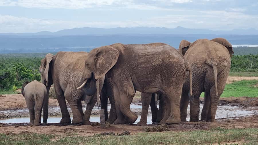 Addo Elephant Park and Giraffe Walk Full Day Safari - Six hours searching Addo Elephant National Park