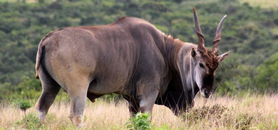 Addo Elephant Park and Giraffe Walk Full Day Safari - What the braai lunch adds