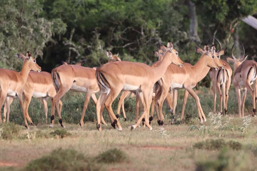 Addo Elephant Park and Giraffe Walk Full Day Safari - The one-hour giraffe walk in the Sundays River Valley