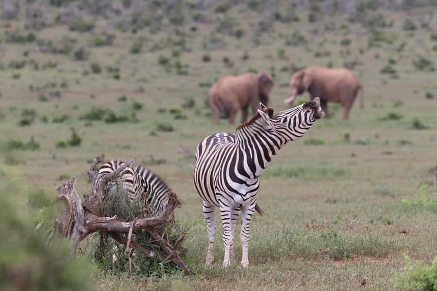 Addo Elephant Park and Giraffe Walk Full Day Safari - The guides are a major part of the experience