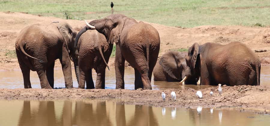 Addo Elephant Park and Giraffe Walk Full Day Safari - Practical details that affect your day