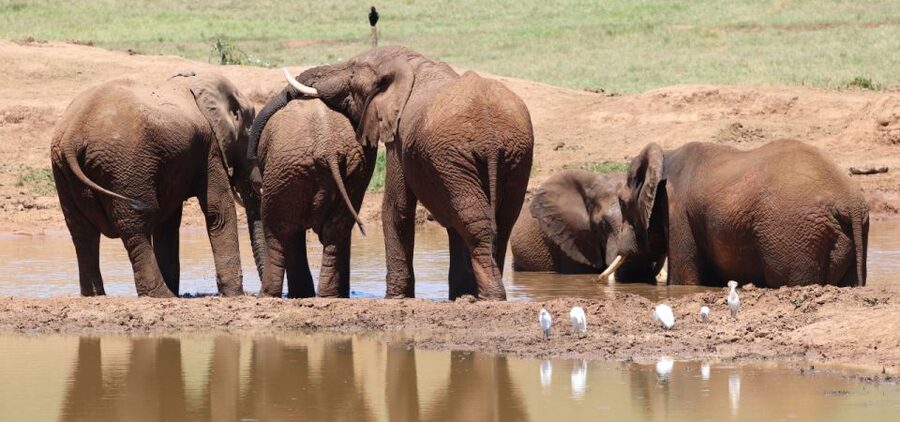 Addo Elephant Park and Giraffe Walk Private Full Day Safari - What to bring and what to arrange