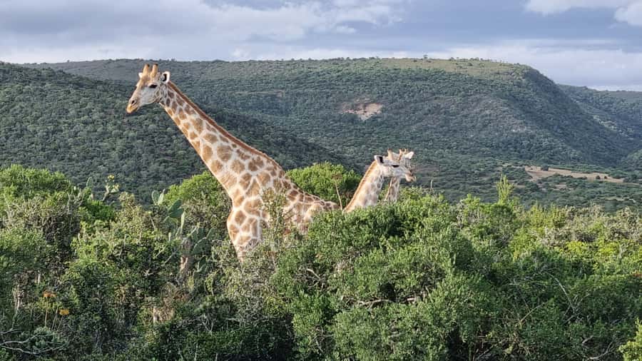 Addo Elephant Park and Giraffe Walk Private Full Day Safari - Walking with giraffes on a private reserve