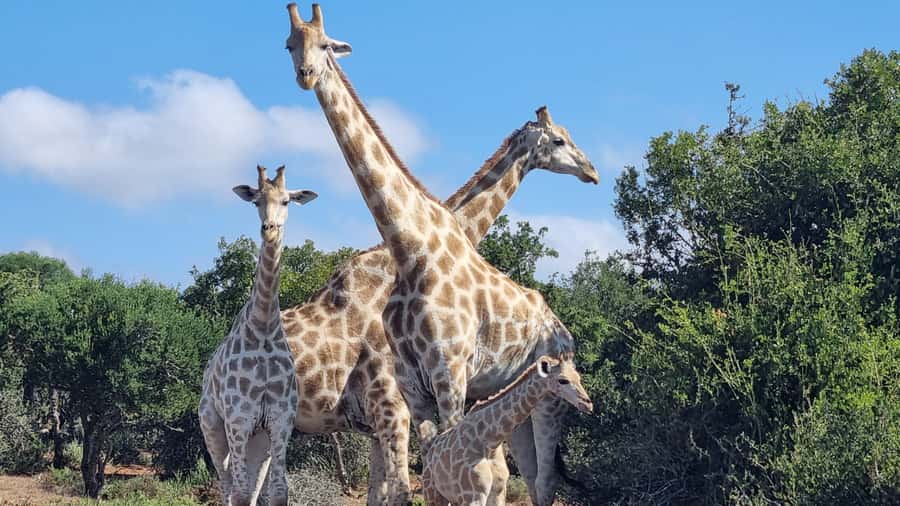 Addo Elephant Park and Giraffe Walk Private Full Day Safari - Guides who shape the day