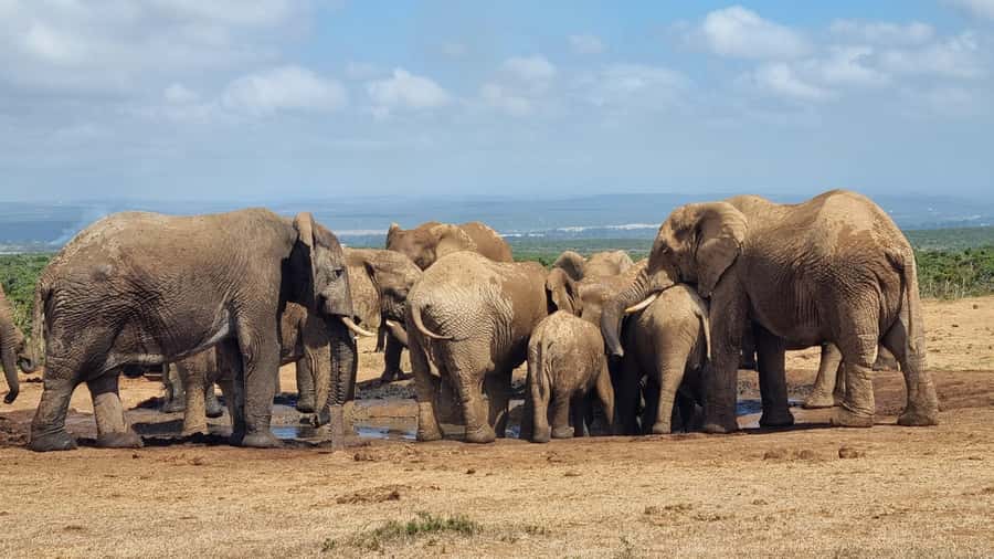 Addo Elephant Park and Giraffe Walk Private Full Day Safari - The 8:00 to 8:30 pickup and private drive