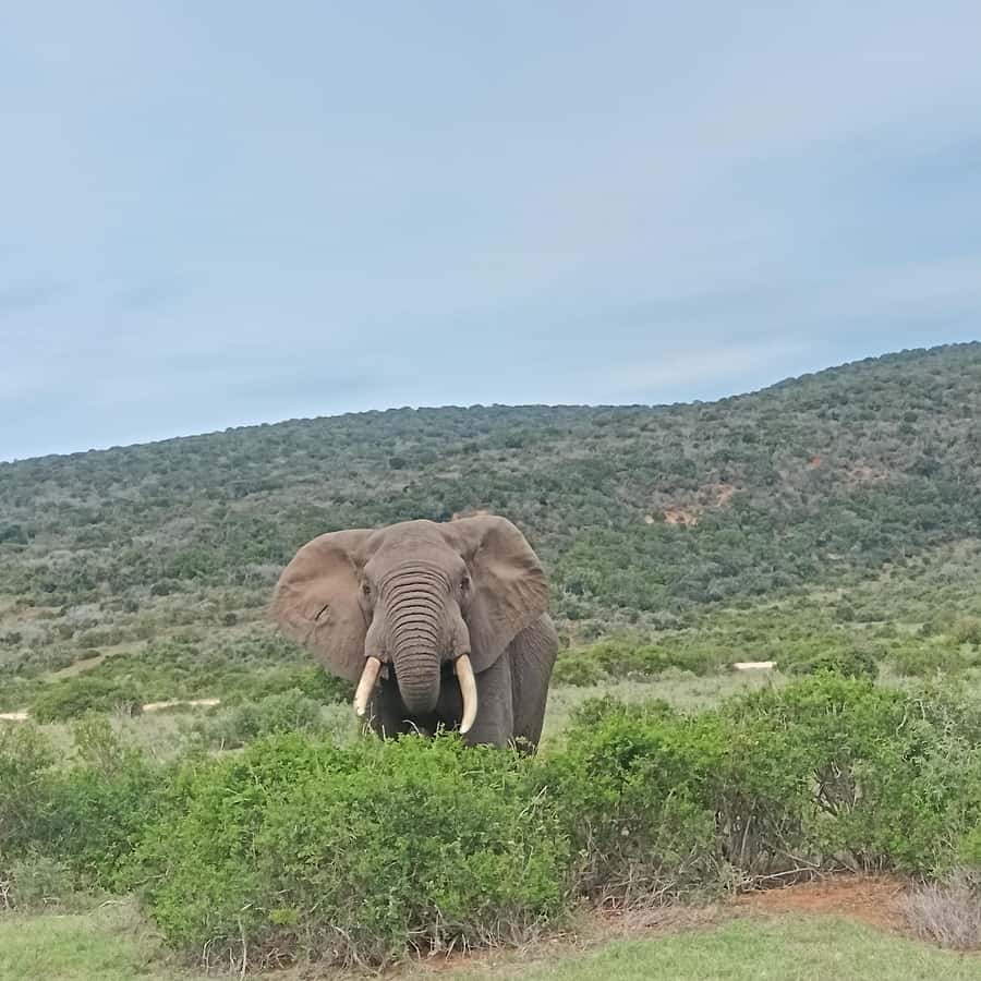 Addo Elephant Park and Kragga Kamma Game Park Combo - Key points at a glance