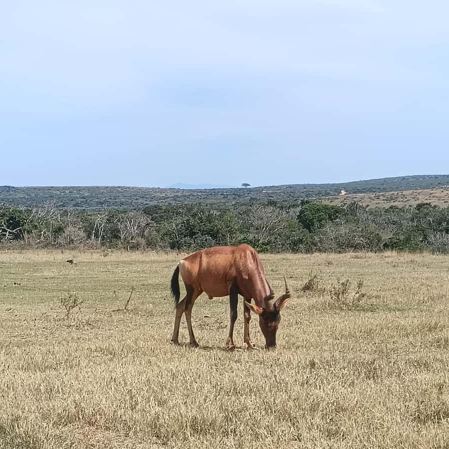 Addo Elephant Park and Kragga Kamma Game Park Combo - Why combine Addo and Kragga Kamma?