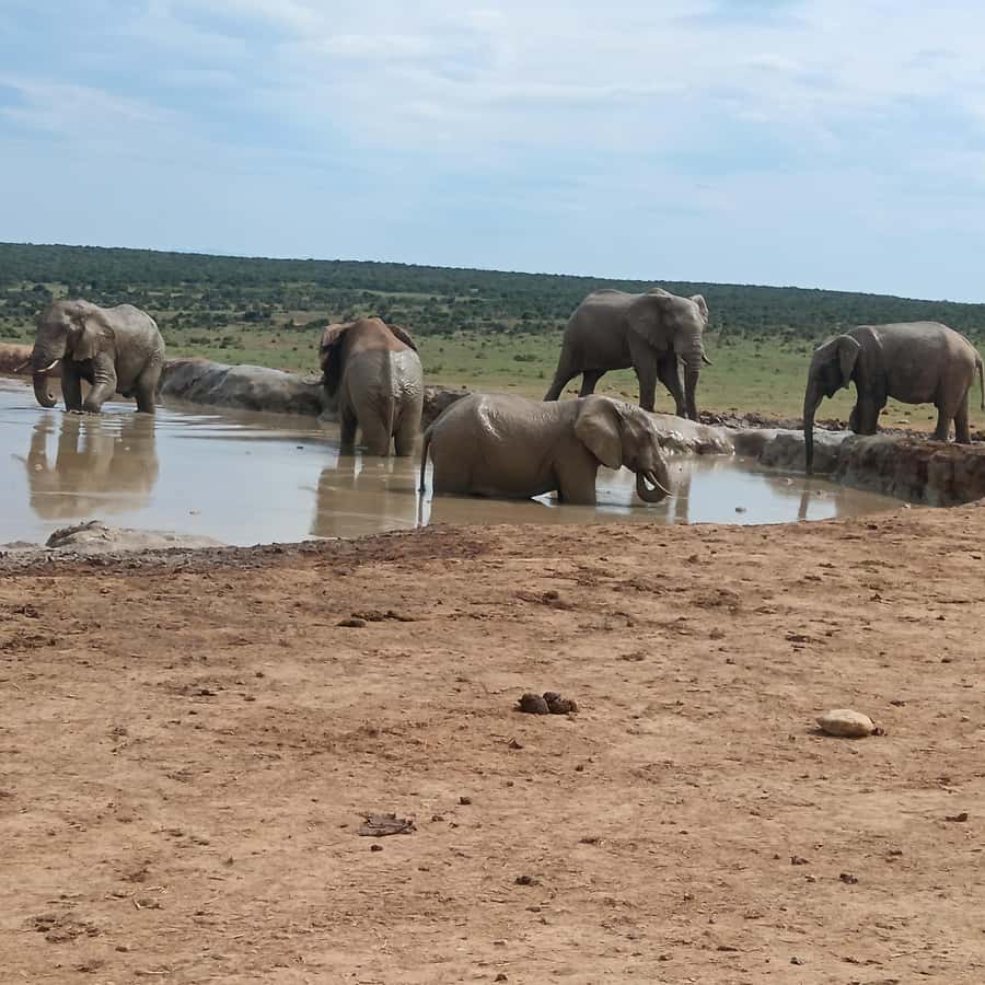 Addo Elephant Park and Kragga Kamma Game Park Combo - Five hours among Addo’s elephants