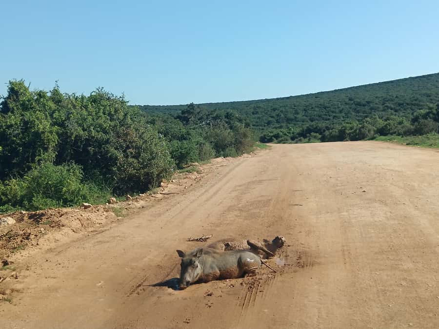 Addo Elephant Park and Kragga Kamma Game Park Combo - Giraffes and white rhinos at Kragga Kamma
