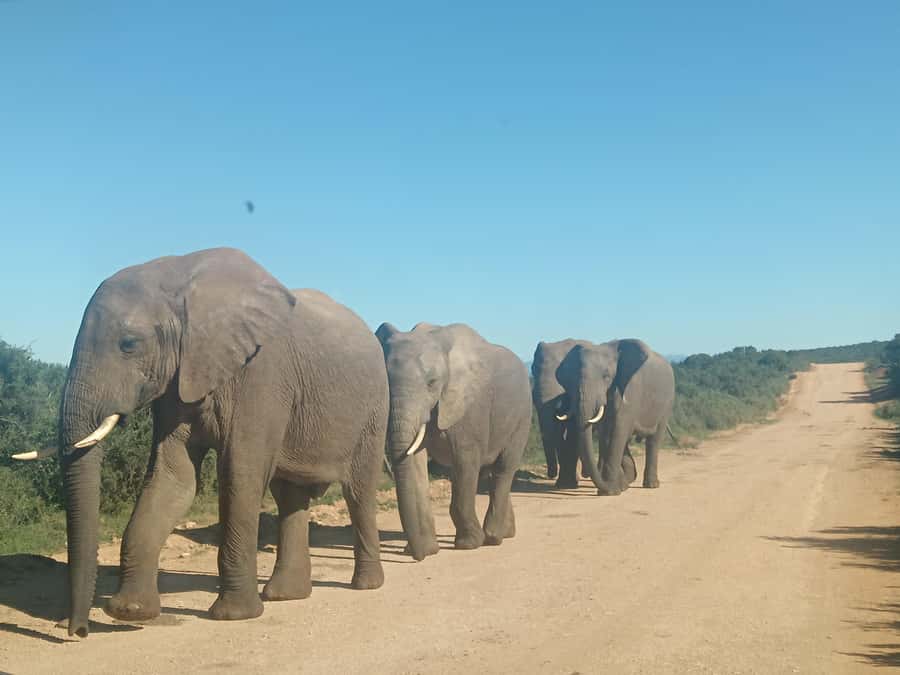 Addo Elephant Park and Kragga Kamma Game Park Combo - What the guide adds to the day