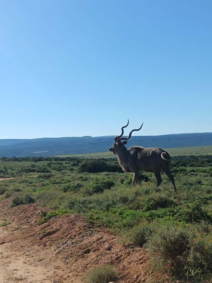 Addo Elephant Park and Kragga Kamma Game Park Combo - Is $224 a fair price?