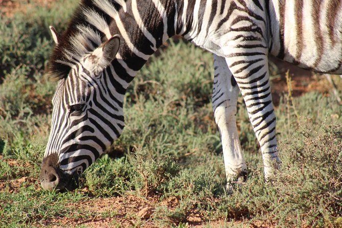 Addo Elephant Park multi-day Photo Safari - The braai and Xhosa clicks