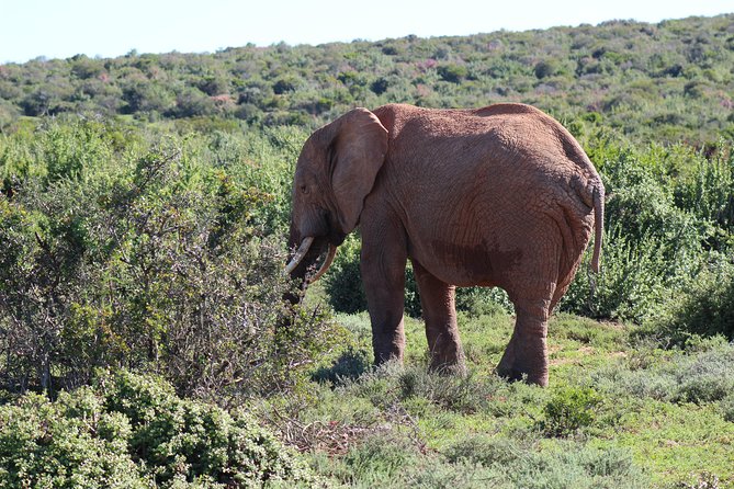 Addo Elephant Park multi-day Photo Safari - Day two: nine hours inside Addo Elephant National Park